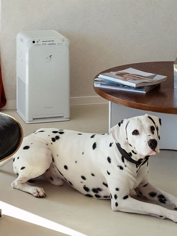 dalmation sitting on floor by coffee table