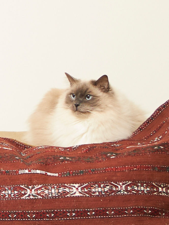 Sund kat, der sidder på en sofa og nyder den gode luftkvalitet.